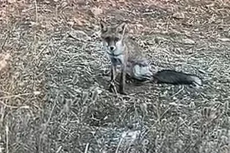 Aç Kalan Yavru Tilki Köye İndi
