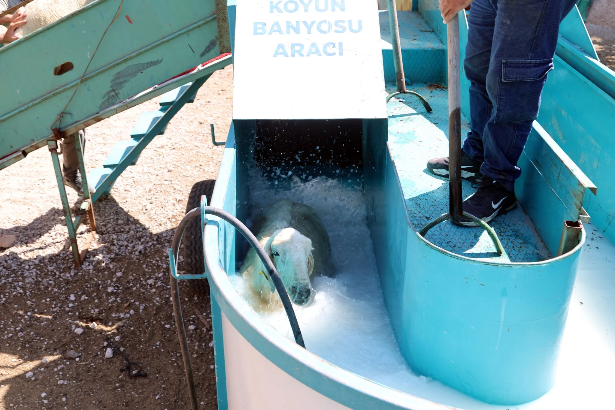 Talas’ta 16 bin koyun banyodan geçti kapak görseli