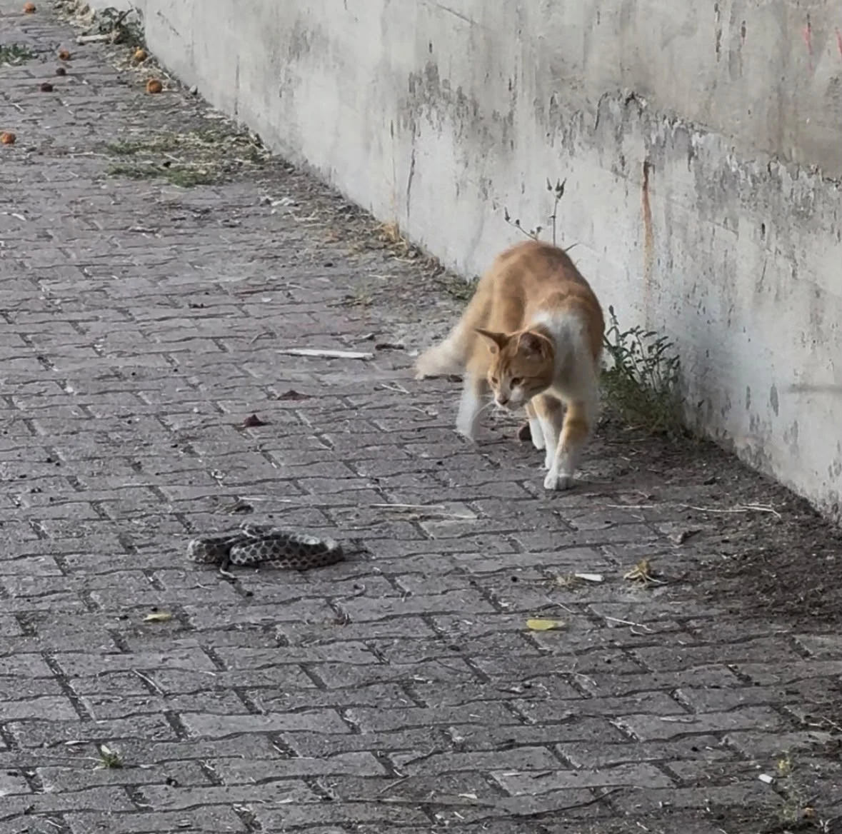 Kedi ile yılanın kavgası kamerada